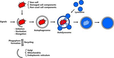 Autophagy in Tenebrio molitor Immunity: Conserved Antimicrobial Functions in Insect Defenses